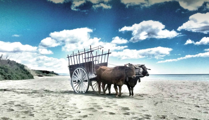 molinos-del-sol-torros-test