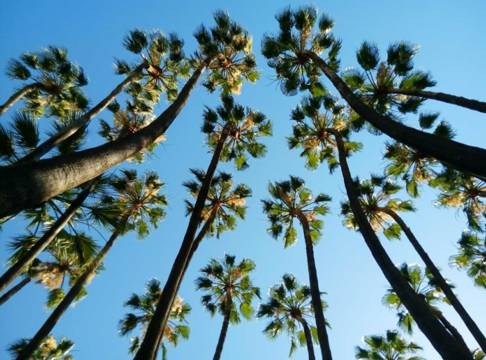 Palms Andalucia
